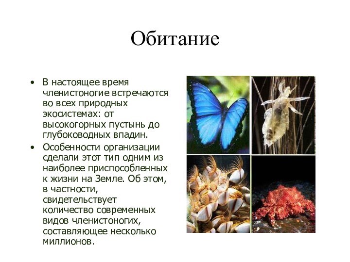 ОбитаниеВ настоящее время членистоногие встречаются во всех природных экосистемах: от высокогорных пустынь