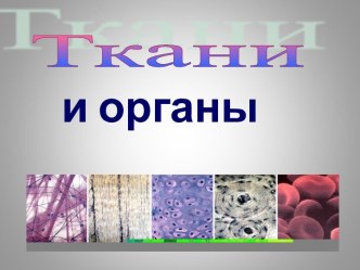 Ткани и органы