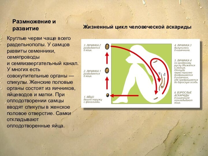 Размножение и развитие Круглые черви чаще всего раздельнополы. У самцов развиты семенники,