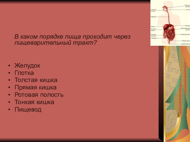 В каком порядке пища проходит через пищеварительный тракт?  ЖелудокГлоткаТолстая