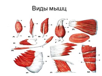 Возбудимые ткани