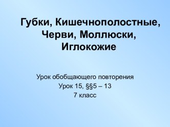 Губки