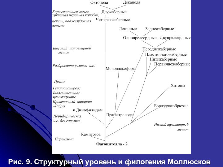 Рис. 9. Структурный уровень и филогения Моллюсков