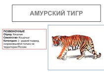 Амурский тигр в России