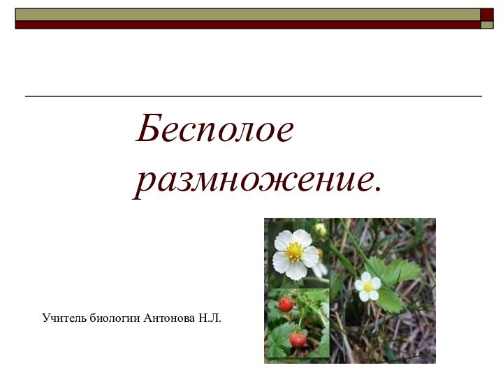 Бесполое размножение.  Учитель биологии Антонова Н.Л.