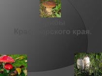 Грибы Красноярского края и немного фактов