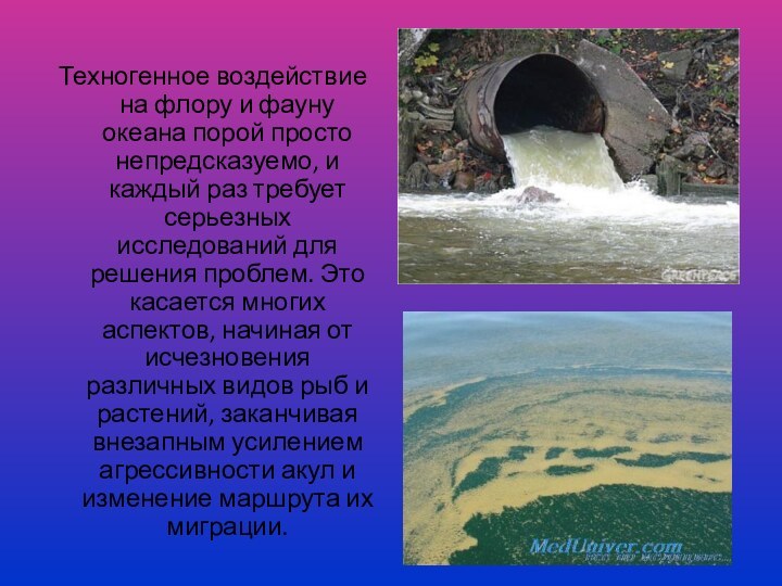 Техногенное воздействие на флору и фауну океана порой просто непредсказуемо, и каждый