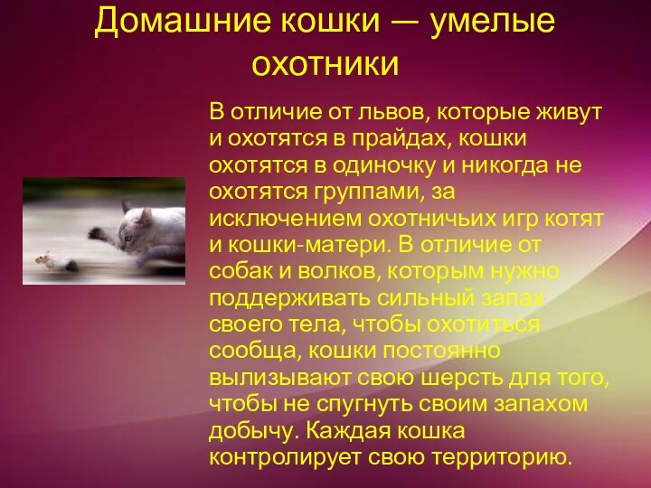 Домашние кошки — умелые охотники В отличие от львов, которые живут и