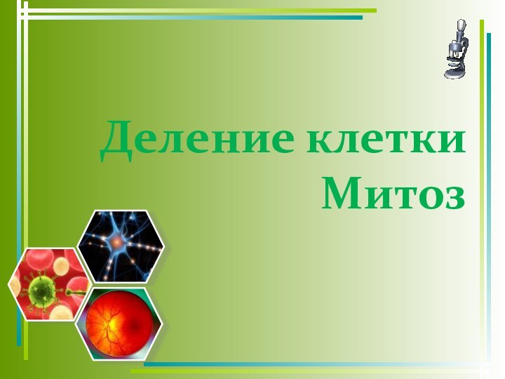 Деление клетки Митоз