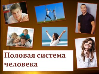 Половая система человека