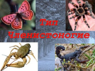 Тип членистоногие