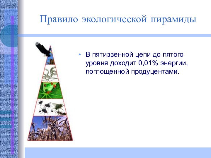 В пятизвенной цепи до пятого уровня доходит 0,01% энергии, поглощенной продуцентами. Правило экологической пирамиды