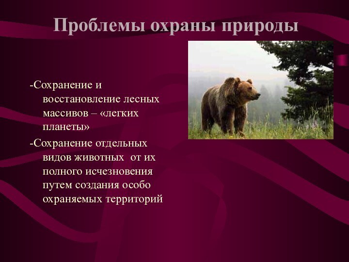 -Сохранение и восстановление лесных массивов – «легких планеты»-Сохранение отдельных видов