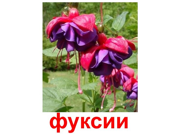 фуксии