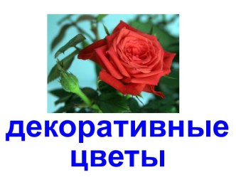 Цветы - 1