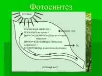 Фотосинтез 9 класс