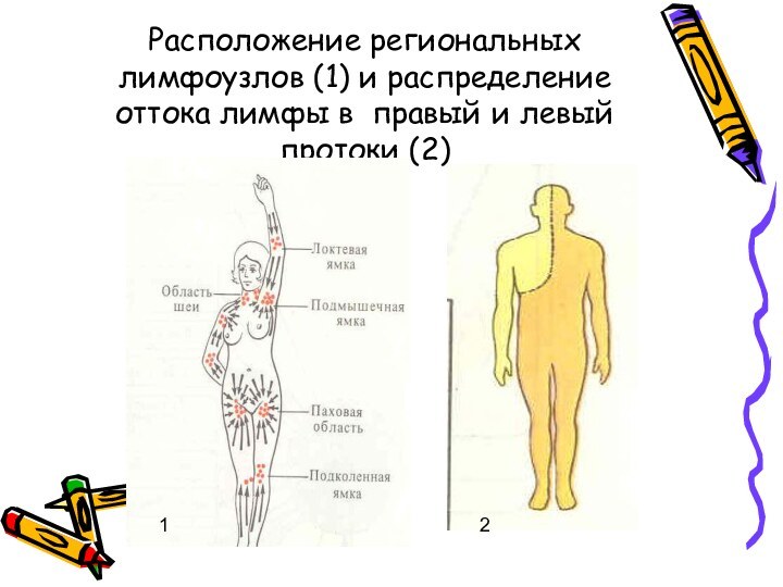 Расположение региональных лимфоузлов (1) и распределение оттока лимфы в правый и левый протоки (2)12