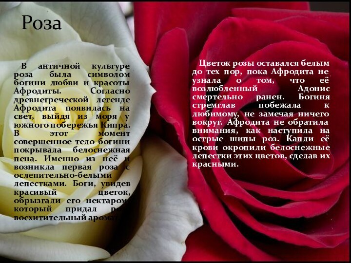 Роза	В античной культуре роза была символом богини любви и красоты Афродиты. Согласно