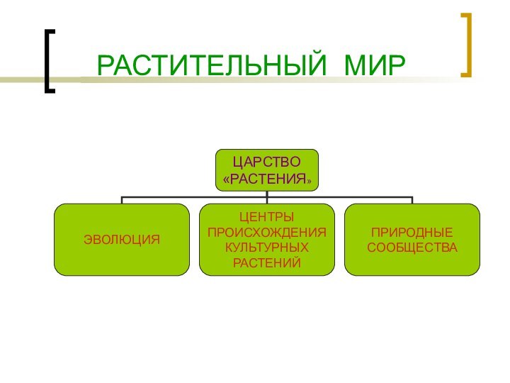 РАСТИТЕЛЬНЫЙ МИР