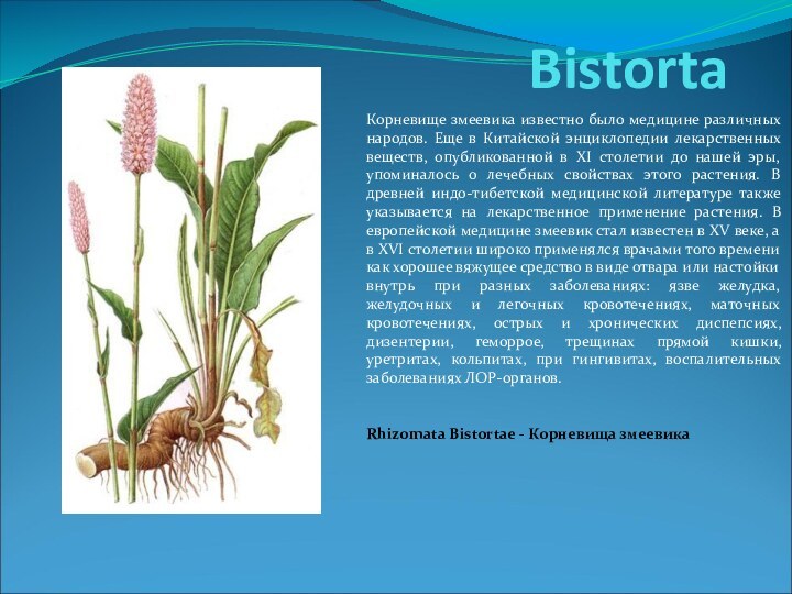 Bistorta Корневище змеевика известно было медицине различных народов. Еще в Китайской энциклопедии