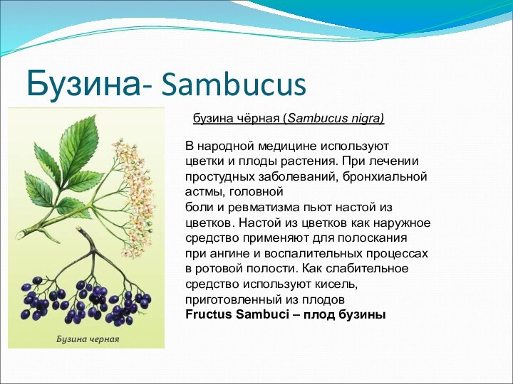 Бузина- SambucusВ народной медицине используют цветки и плоды растения. При лечении простудных заболеваний, бронхиальной астмы, головной