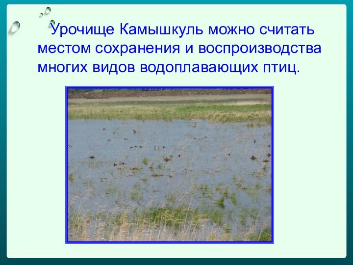 1   Урочище Камышкуль можно считать местом сохранения и воспроизводства многих видов водоплавающих птиц.