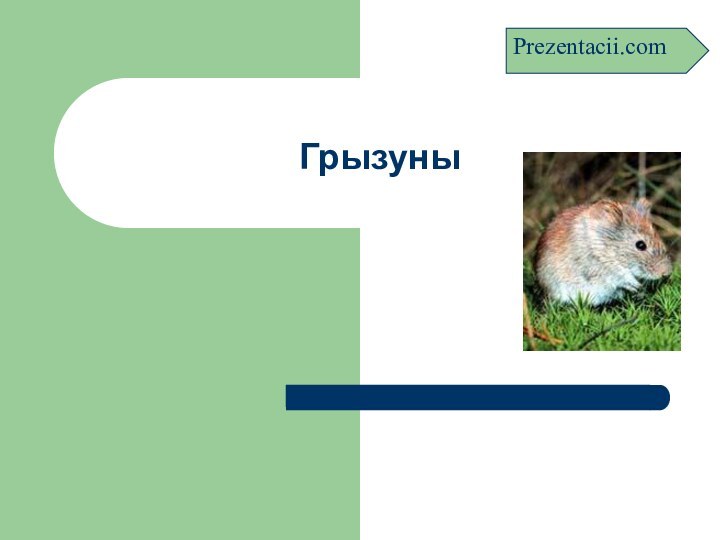 ГрызуныPrezentacii.com