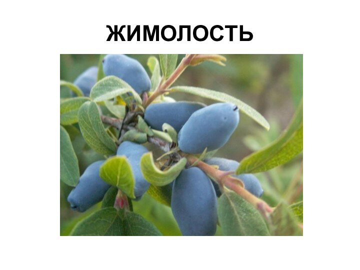 ЖИМОЛОСТЬ