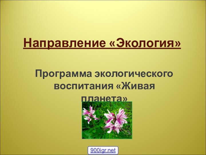 Направление «Экология»Программа экологического воспитания «Живая планета»