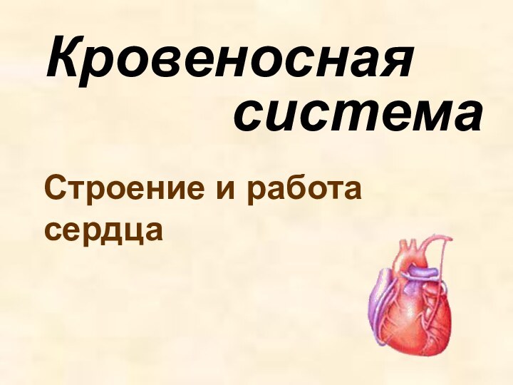 Кровеносная  системаСтроение и работа сердца