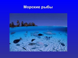 Морские рыбы