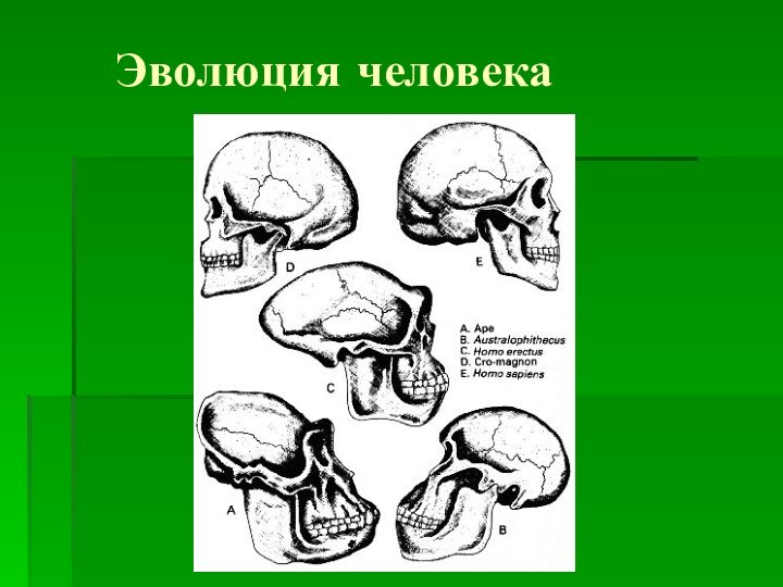 Эволюция человека