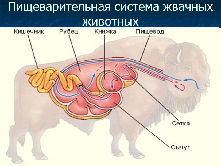 Пищеварительная система жвачных животных