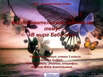 Мир бабочек