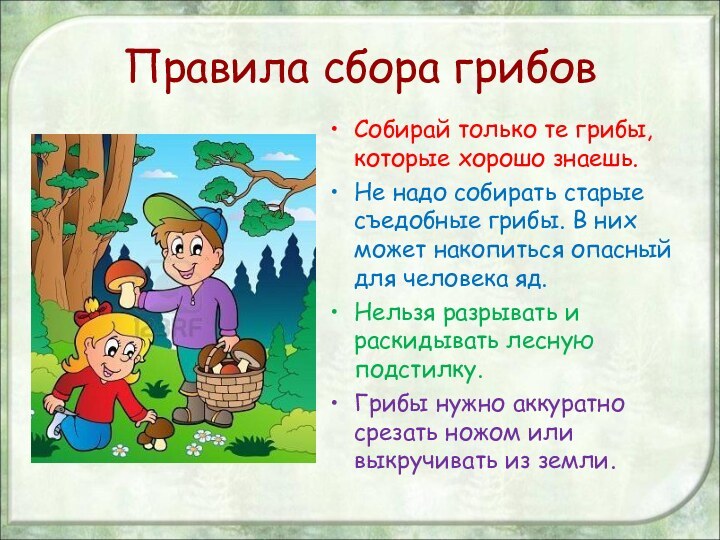 Правила сбора грибовСобирай только те грибы, которые хорошо знаешь.Не надо собирать старые