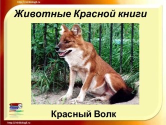 Животные Красной книги