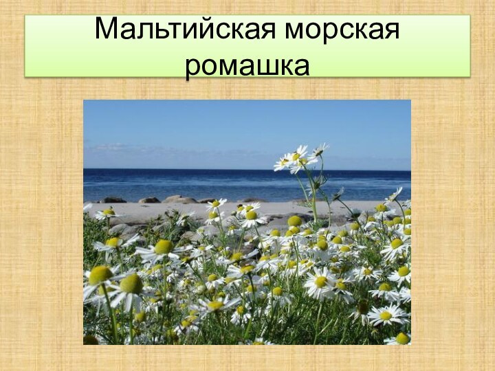 Мальтийская морская ромашка