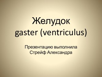 Желудок gaster (ventriculus)