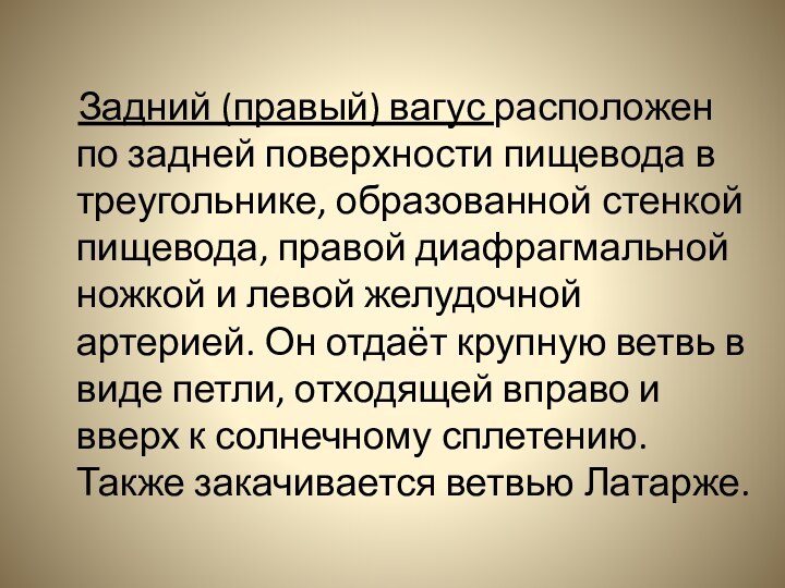 Задний (правый) вагус расположен по задней поверхности пищевода в треугольнике,