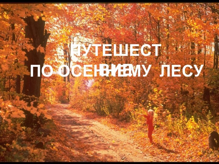 по осеннему лесуПутешествие