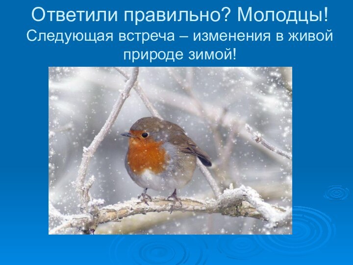 Ответили правильно? Молодцы! Следующая встреча – изменения в живой природе зимой!