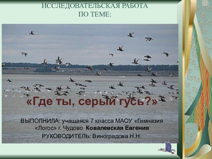 «Где ты, серый гусь?» ВЫПОЛНИЛА: учащаяся 7 класса МАОУ «Гимназия «Логос»