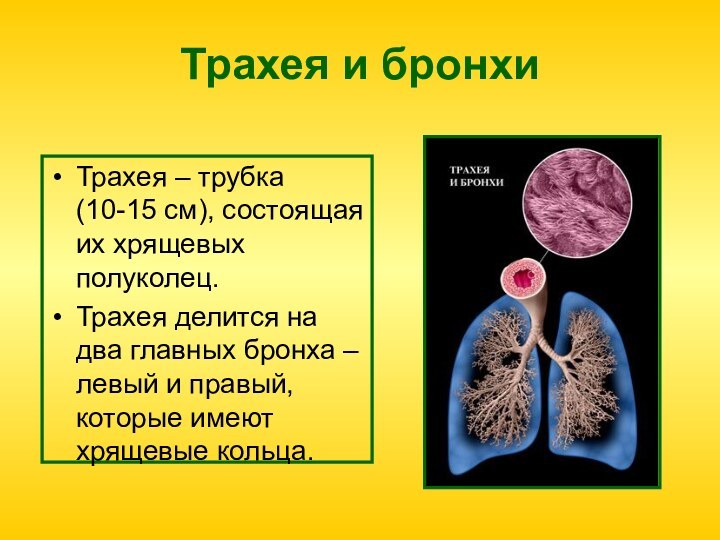 Трахея и бронхиТрахея – трубка (10-15 см), состоящая их хрящевых полуколец.Трахея делится