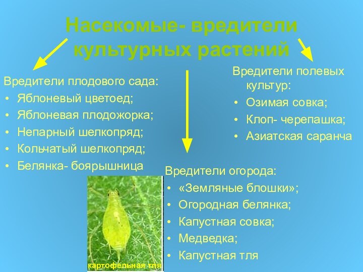 Насекомые- вредители культурных растенийВредители огорода:«Земляные блошки»;Огородная белянка;Капустная совка;Медведка;Капустная тляВредители полевых культур:Озимая совка;Клоп-