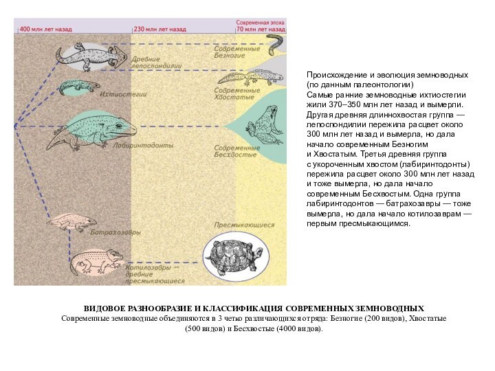 Происхождение и эволюция земноводных (по данным палеонтологии)Самые ранние земноводные ихтиостегии жили 370–350 млн