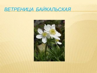 Ветриница Бакйкальская