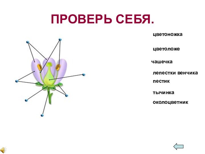 ПРОВЕРЬ СЕБЯ.цветоножкацветоложечашечкалепестки венчикатычинкаоколоцветникпестик