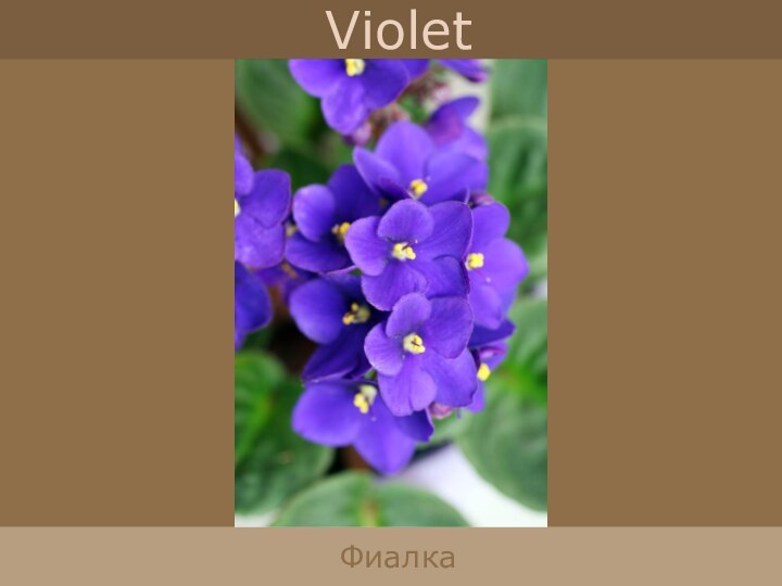 VioletФиалка
