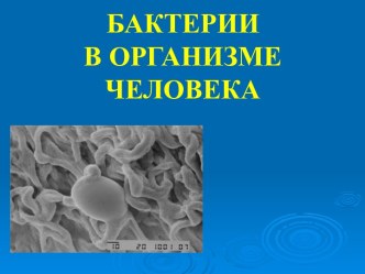 Бактерии в организме человека