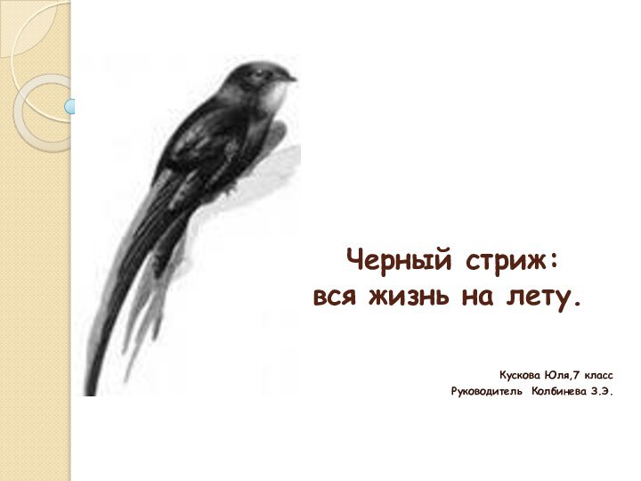 Черный стриж:  вся жизнь на лету. Кускова Юля,7 классРуководитель Колбинева З.Э.